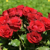 Lavli-Red-3