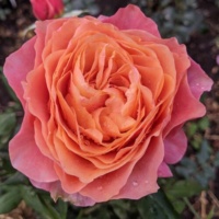 Richmond-Park_2
