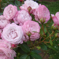 Rozenfascinacion