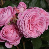 Rozengrafin-Mariya-Genrietta-1