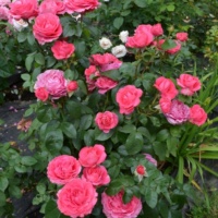 Cherri-Ledi-1 (1)