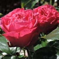 Cherri-Ledi-1