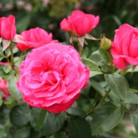 Cherri-Ledi-2