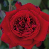 Gabriel-De-Anucio-1