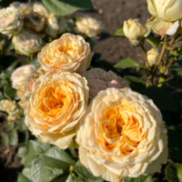 Lovely_Yoyo-1