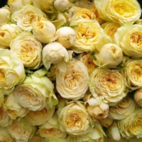 Lovely_Yoyo