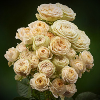 Lovely_Yoyo-3