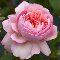 Mauricia-3