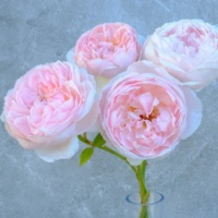 Peony-Pink-1