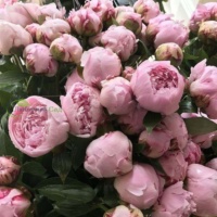 Peony-Pink