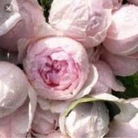 Peony-Pink-3