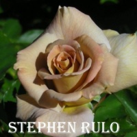 Stiven-Rulo (1)