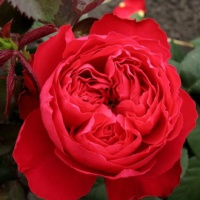 Traviata (1)