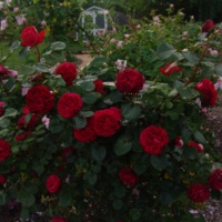Traviata-1