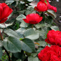 Traviata-2