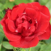 Traviata