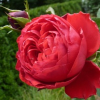 Traviata-3