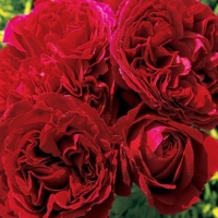Traviata-4