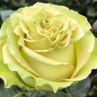 Limonad (1)