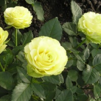 Limonad-1